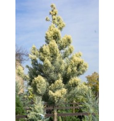 CUPRESSUS ARİZONİCA 'FASTİGİATA AUREA' isimli ürünümüz