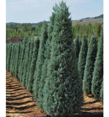 CUPRESSUS ARİZONİCA 'FASTİGİATA' isimli ürünümüz