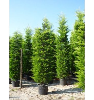 CUPRESSUS MACROCARPA 'AUREA' isimli ürünümüz