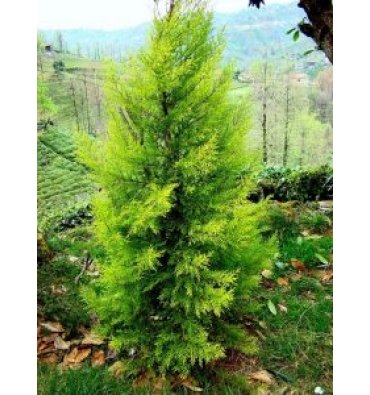 CUPRESSUS MACROCARPA 'GOLDCREST' ürünümüz - Floryalı Botanik Peyzaj
