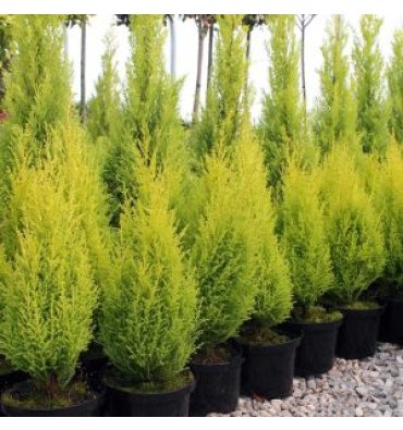 CUPRESSUS MACROCARPA 'GOLDCREST' isimli ürünümüz