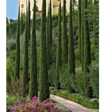 CUPRESSUS SEMPERVİRENS 'PYRAMİDALİS' isimli ürünümüz