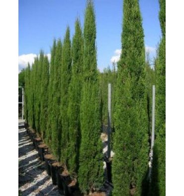 CUPRESSUS SEMPERVİRENS 'TOTEM' isimli ürünümüz