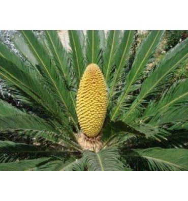 CYCAS REVOLUTA ürünümüz - Floryalı Botanik Peyzaj