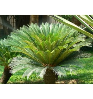 CYCAS REVOLUTA isimli ürünümüz