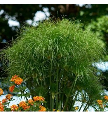 CYPERUS PAPYRUS ürünümüz - Floryalı Botanik Peyzaj