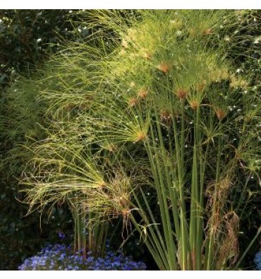 CYPERUS PAPYRUS isimli ürünümüz
