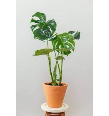 MONSTERA DELİCİOSA ürünümüz - Floryalı Botanik Peyzaj