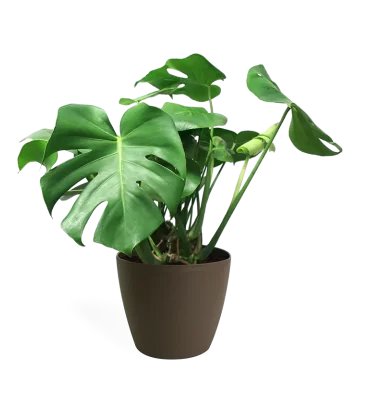 MONSTERA DELİCİOSA isimli ürünümüz