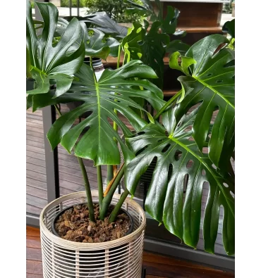 MONSTERA DELİCİOSA ürünümüz - Floryalı Botanik Peyzaj