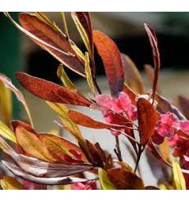 DODONAEA VİSCOSA 'PURPUREA' isimli ürünümüz