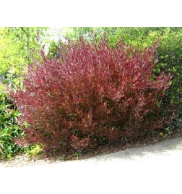 DODONAEA VİSCOSA 'PURPUREA' ürünümüz - Floryalı Botanik Peyzaj