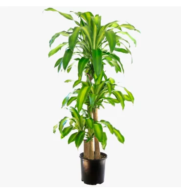 DRACAENA FRAGRANS MASSANGEANA ürünümüz - Floryalı Botanik Peyzaj