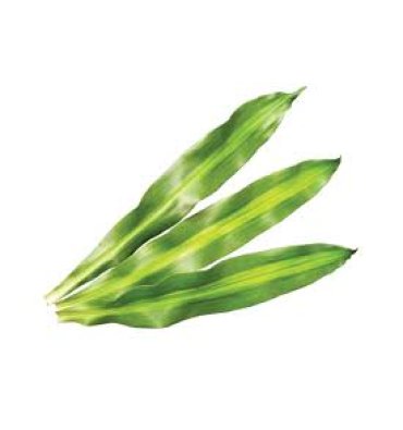 DRACAENA FRAGRANS MASSANGEANA ürünümüz - Floryalı Botanik Peyzaj