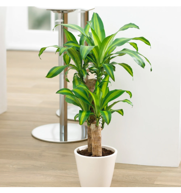 DRACAENA FRAGRANS MASSANGEANA ürünümüz - Floryalı Botanik Peyzaj