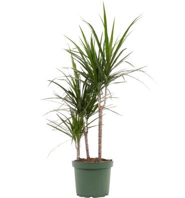 DRACAENA MARGİNATA ürünümüz - Floryalı Botanik Peyzaj