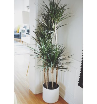 DRACAENA MARGİNATA ürünümüz - Floryalı Botanik Peyzaj