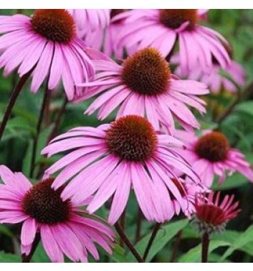 ECHİNACEA PURPUREA ürünümüz - Floryalı Botanik Peyzaj