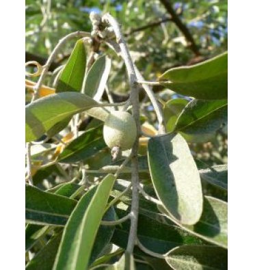 ELAEAGNUS ANGUSTİFOLİA isimli ürünümüz
