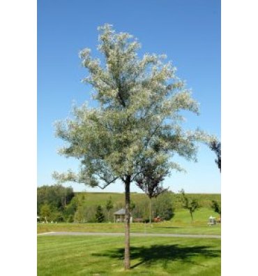 ELAEAGNUS ANGUSTİFOLİA ürünümüz - Floryalı Botanik Peyzaj