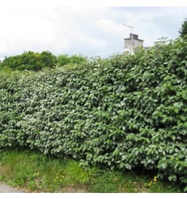 ELAEAGNUS X EBBİNGEİ ürünümüz - Floryalı Botanik Peyzaj