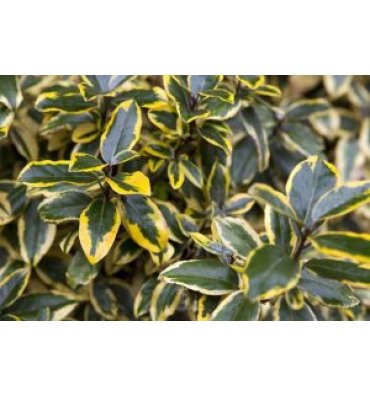 ELAEAGNUS X EBBİNGEİ 'GİLT EDGE' isimli ürünümüz