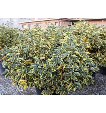 ELAEAGNUS X EBBİNGEİ 'GİLT EDGE' ürünümüz - Floryalı Botanik Peyzaj