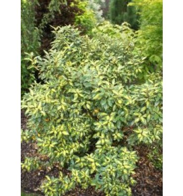 ELAEAGNUS X EBBİNGEİ 'LİMELİGHT' ürünümüz - Floryalı Botanik Peyzaj