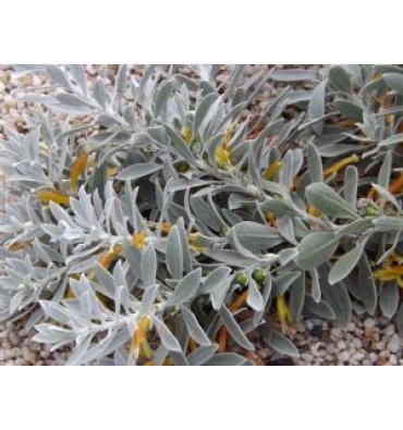 EREMOPHİLA GLABRA 'KALBARRİ CARPET' isimli ürünümüz
