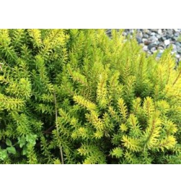 ERİCA CARNEA isimli ürünümüz