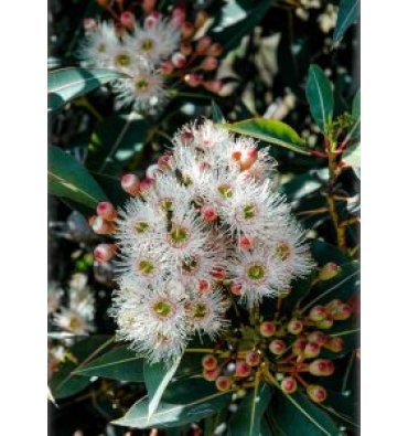 EUCALYPTUS ROSTRATA isimli ürünümüz