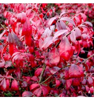 EUONYMUS ALATUS 'COMPACTUS' isimli ürünümüz