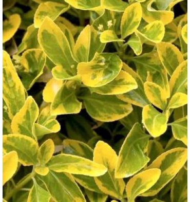 EUONYMUS JAPONİCA 'ELEGANTİSSİMUS AUREUS' isimli ürünümüz