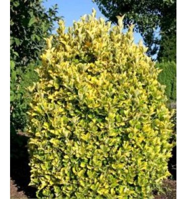 EUONYMUS JAPONİCA 'ELEGANTİSSİMUS AUREUS' ürünümüz - Floryalı Botanik Peyzaj