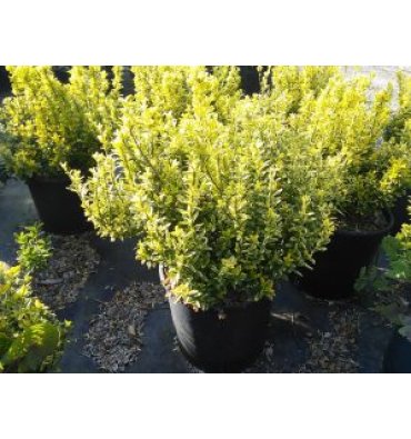 EUONYMUS JAPONİCUS 'MİCROPHYLLUS AUREA' ürünümüz - Floryalı Botanik Peyzaj