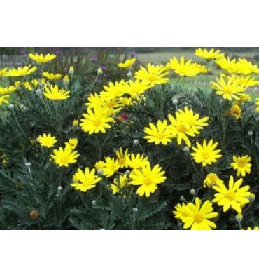 EURYOPS PECTİNATUS ürünümüz - Floryalı Botanik Peyzaj