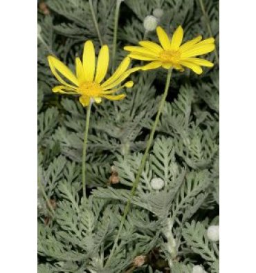 EURYOPS PECTİNATUS isimli ürünümüz