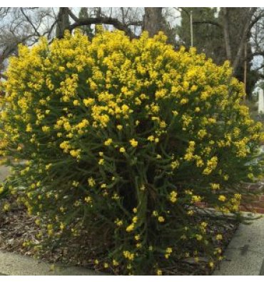 EURYOPS VİRGİNEUS ürünümüz - Floryalı Botanik Peyzaj