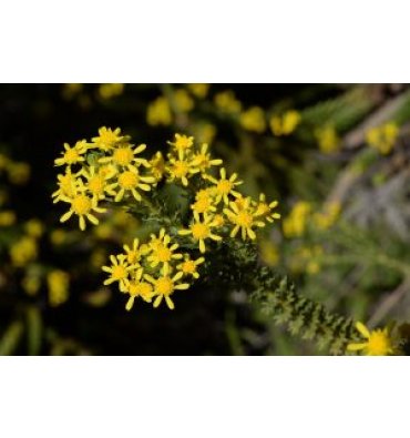 EURYOPS VİRGİNEUS isimli ürünümüz