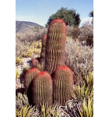 FEROCACTUS PİLOSUS isimli ürünümüz