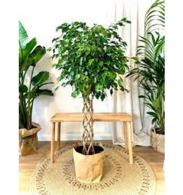 FİCUS BENJAMİN ürünümüz - Floryalı Botanik Peyzaj