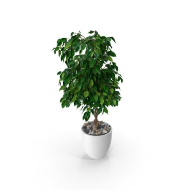 FİCUS BENJAMİN ürünümüz - Floryalı Botanik Peyzaj