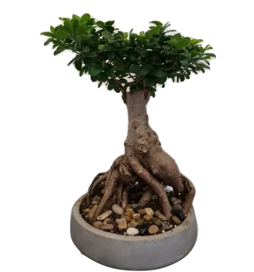 FİCUS BONSAİ ürünümüz - Floryalı Botanik Peyzaj