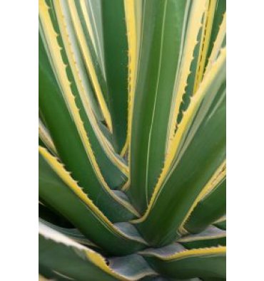 FURCRAEA SELLOA 'MARGİNATA' isimli ürünümüz