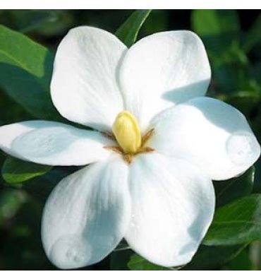 GARDENİA GRANDİFLORA isimli ürünümüz