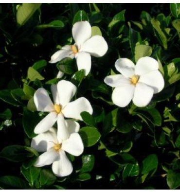 GARDENİA GRANDİFLORA ürünümüz - Floryalı Botanik Peyzaj