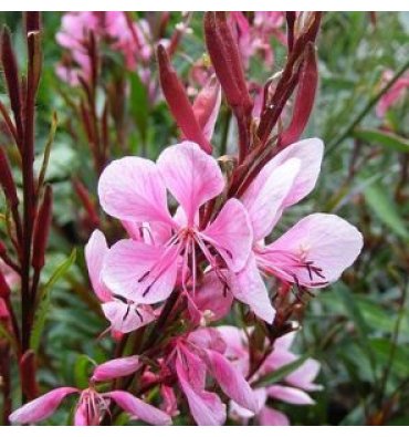 GAURA LİNDHEİMERİ 'PASSİONTE PİNK' isimli ürünümüz