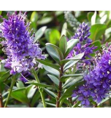 HEBE 'AUTUMN GLORY' isimli ürünümüz