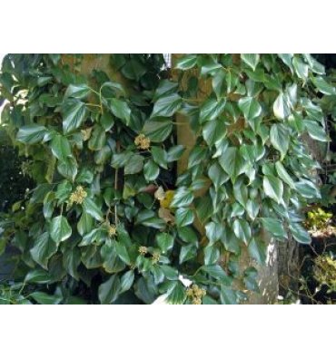 HEDERA COLCHİCA ürünümüz - Floryalı Botanik Peyzaj