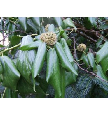 HEDERA COLCHİCA isimli ürünümüz